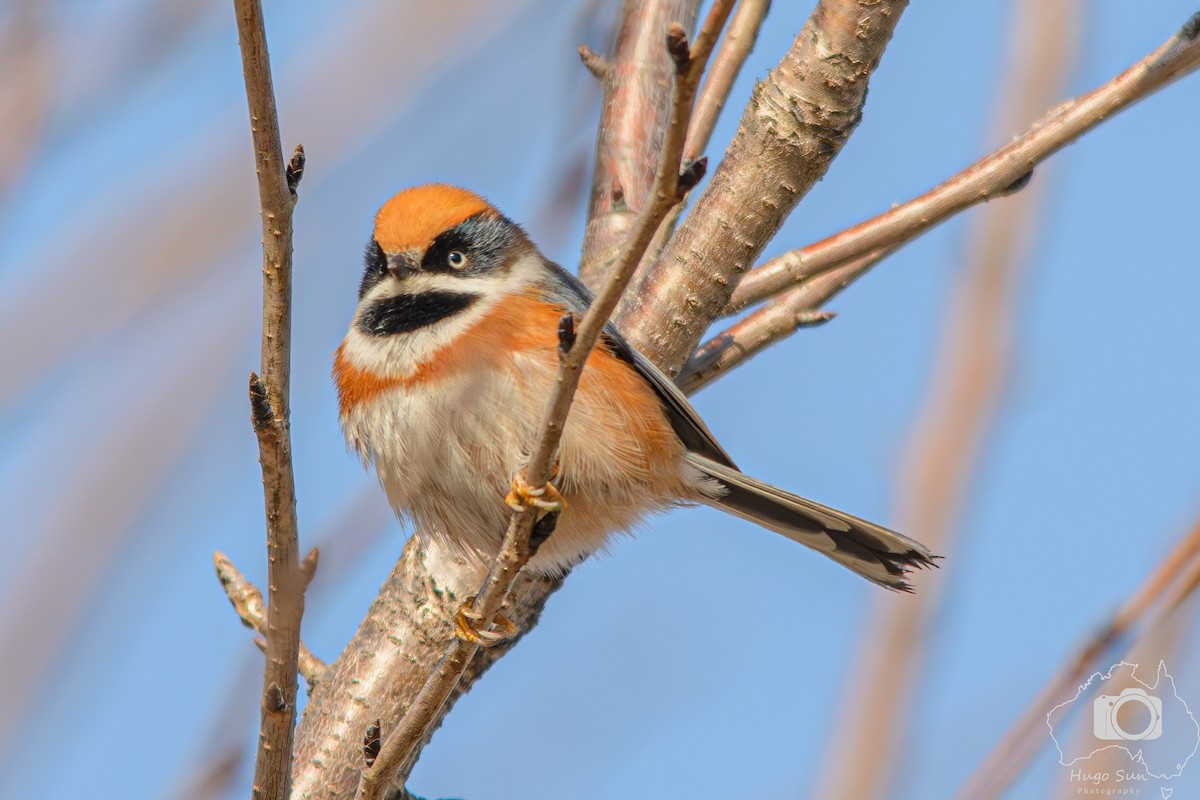 Black-throated Tit - ML642316065