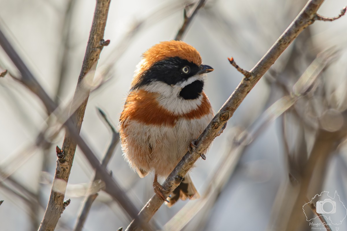 Black-throated Tit - ML642316066