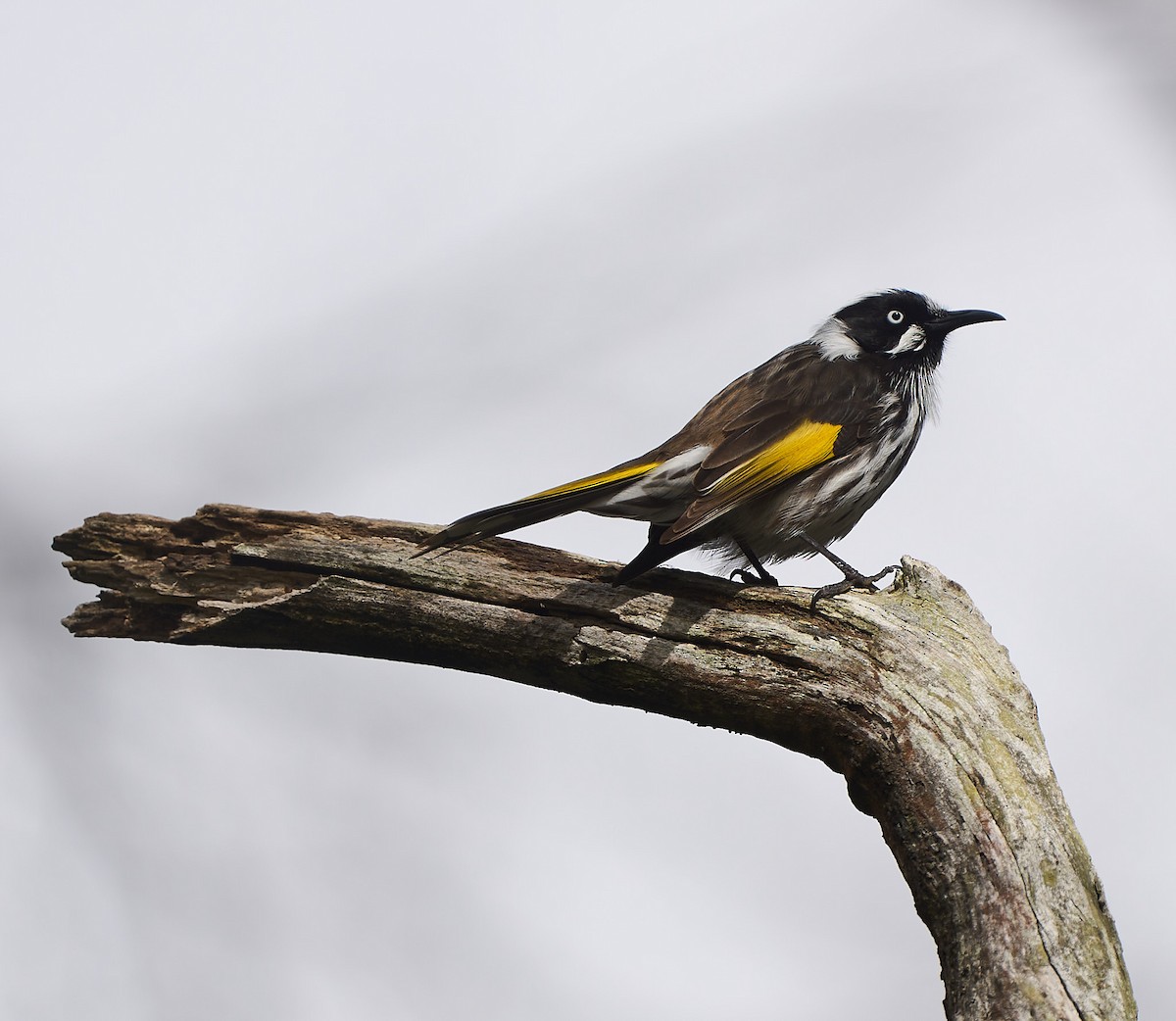 New Holland Honeyeater - ML642316070