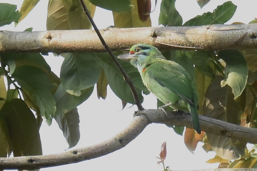 Moustached Barbet - ML642316071