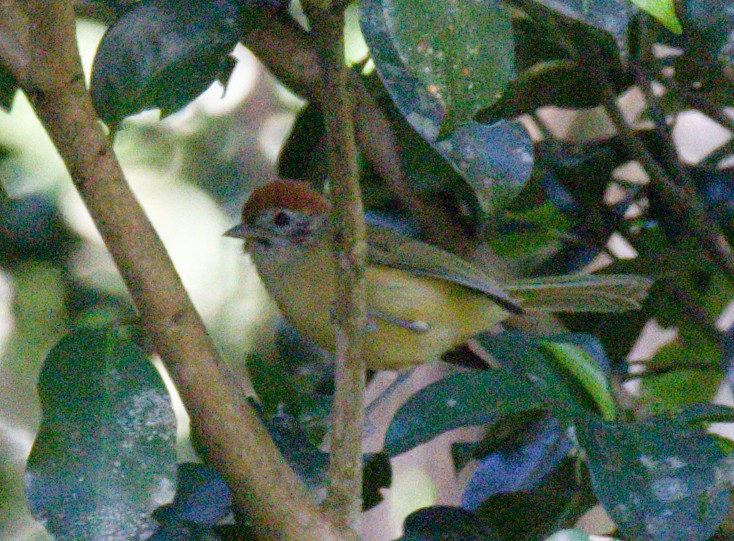 Rufous-crowned Greenlet - ML642316072