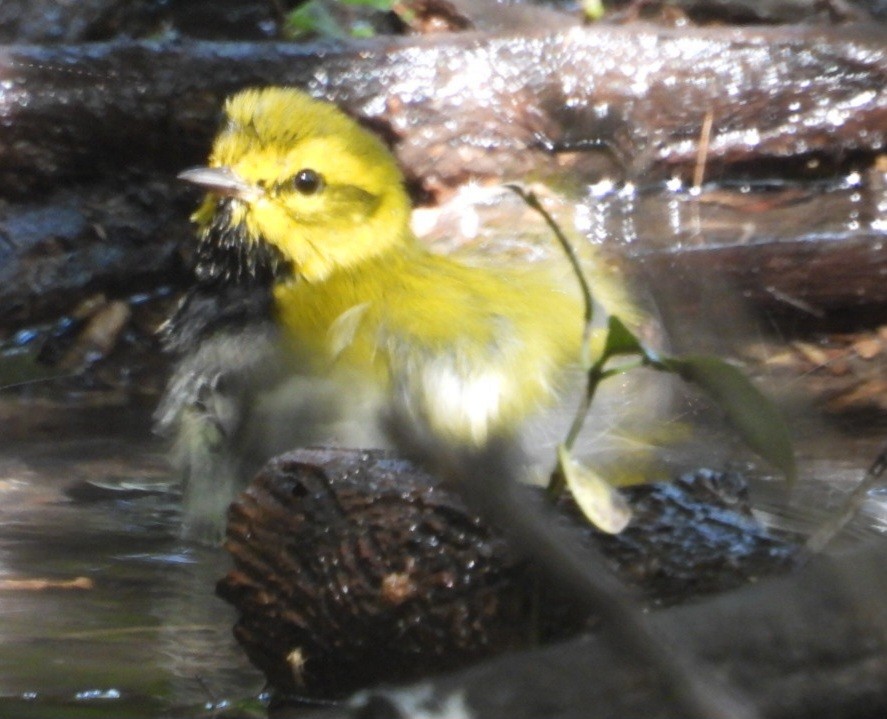 Black-throated Green Warbler - ML642316073