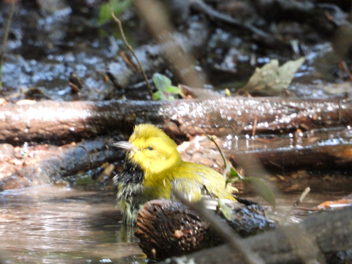 Black-throated Green Warbler - ML642316074