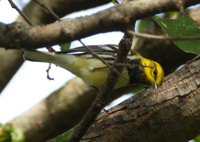 Black-throated Green Warbler - ML642316075