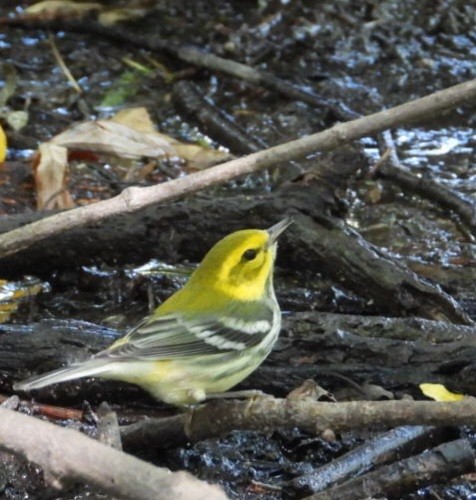 Black-throated Green Warbler - ML642316076