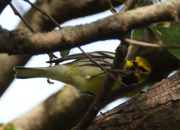 Black-throated Green Warbler - ML642316077