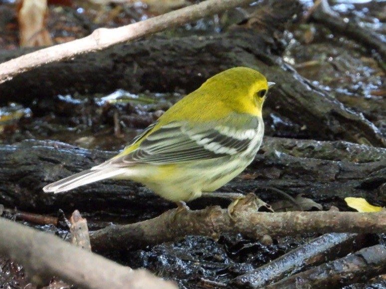 Black-throated Green Warbler - ML642316078