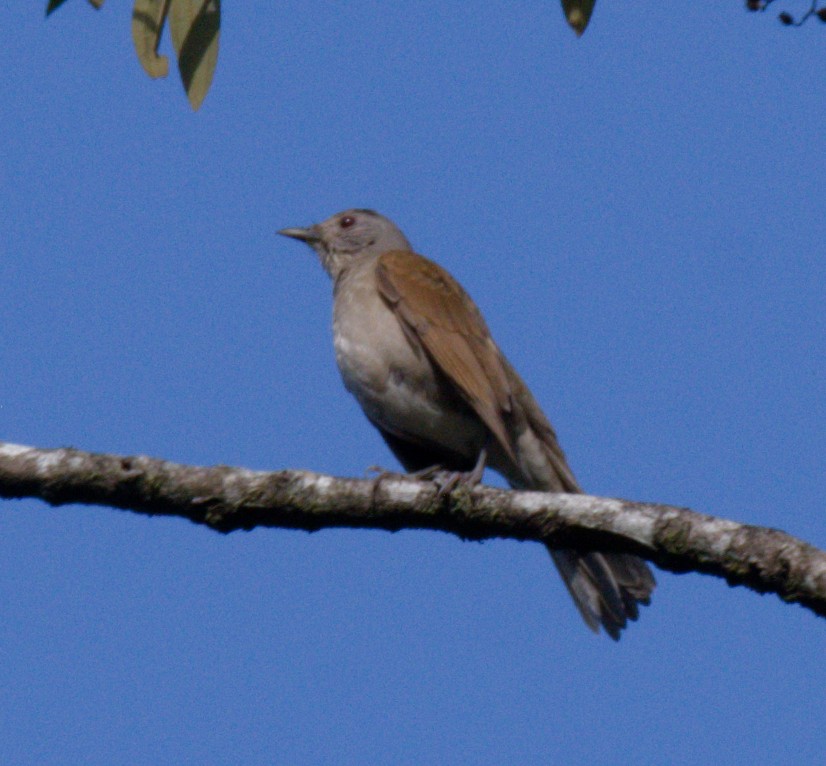 Pale-breasted Thrush - ML642316079