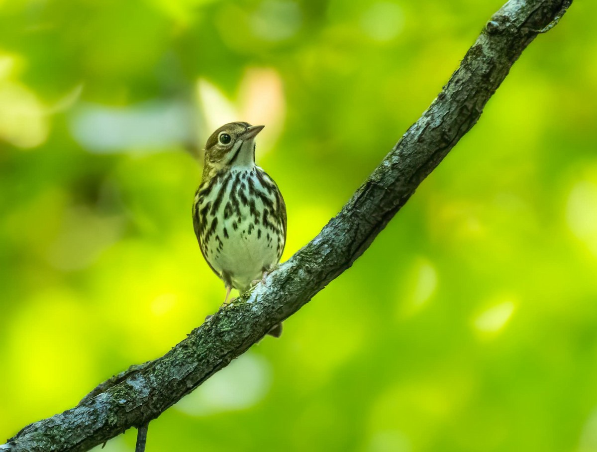 Ovenbird - ML642316080