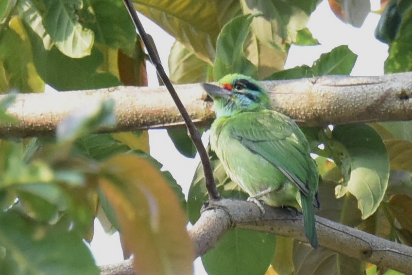 Moustached Barbet - ML642316081