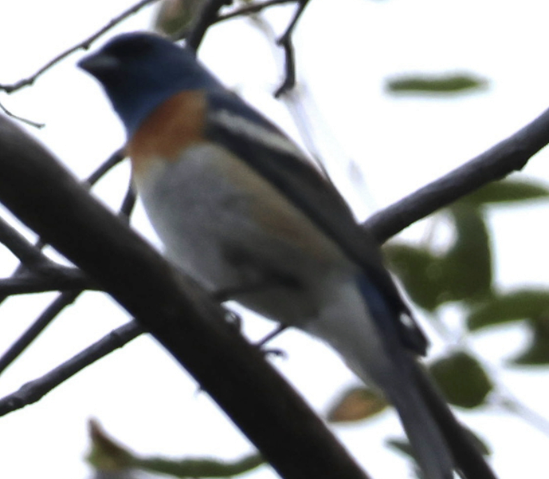 Lazuli Bunting - ML642316082