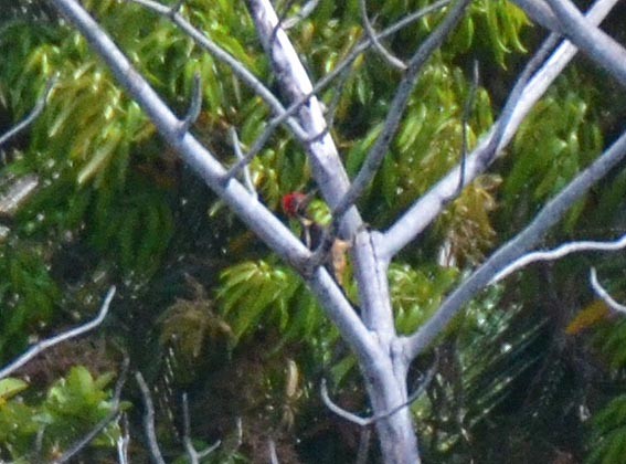 Lineated Woodpecker - ML642316086