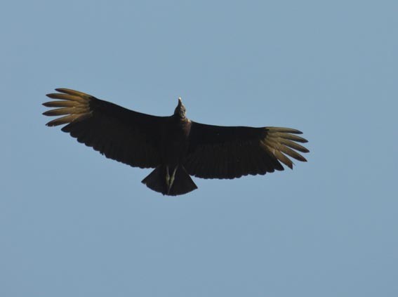 Black Vulture - ML642316094
