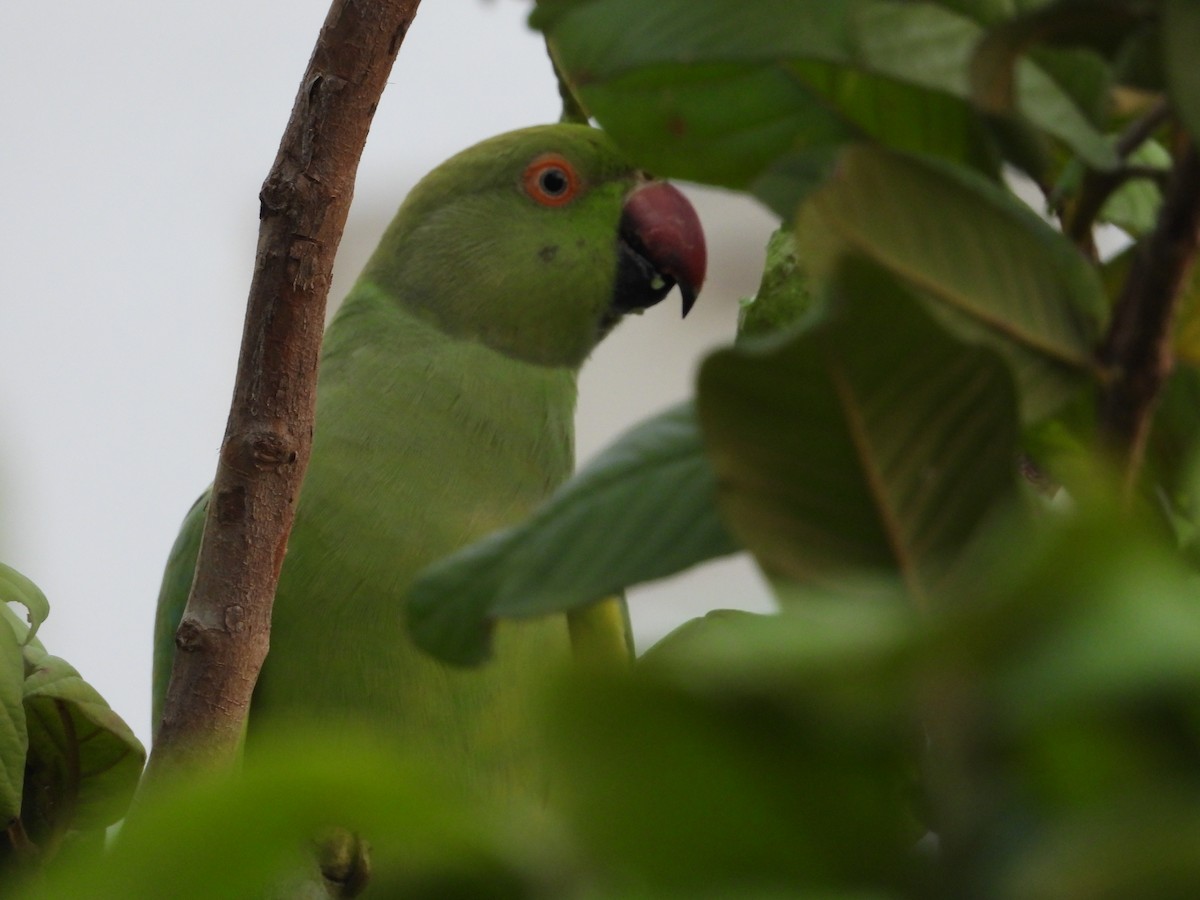 Rose-ringed Parakeet - ML642316096