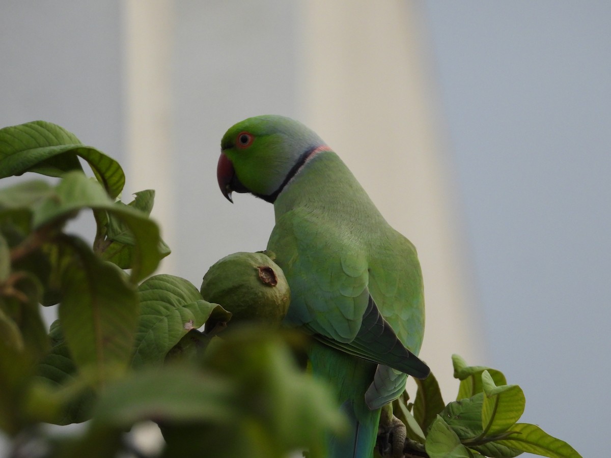 Rose-ringed Parakeet - ML642316097