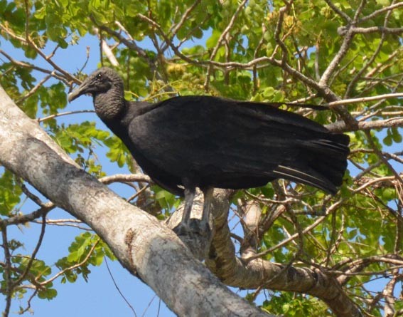 Black Vulture - ML642316101