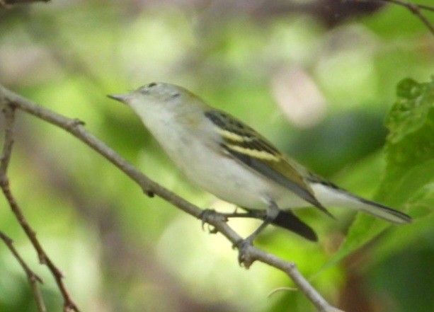 Chestnut-sided Warbler - ML642316103