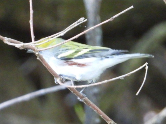 Chestnut-sided Warbler - ML642316104