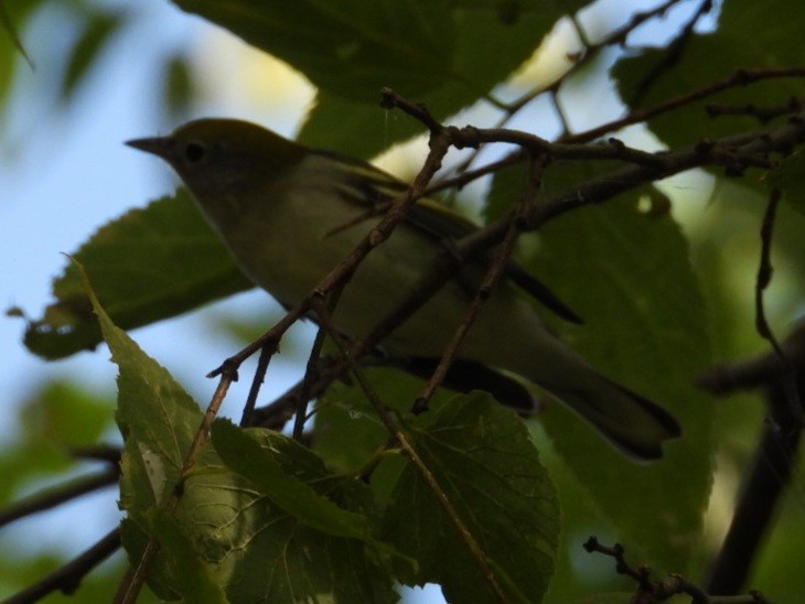 Chestnut-sided Warbler - ML642316105