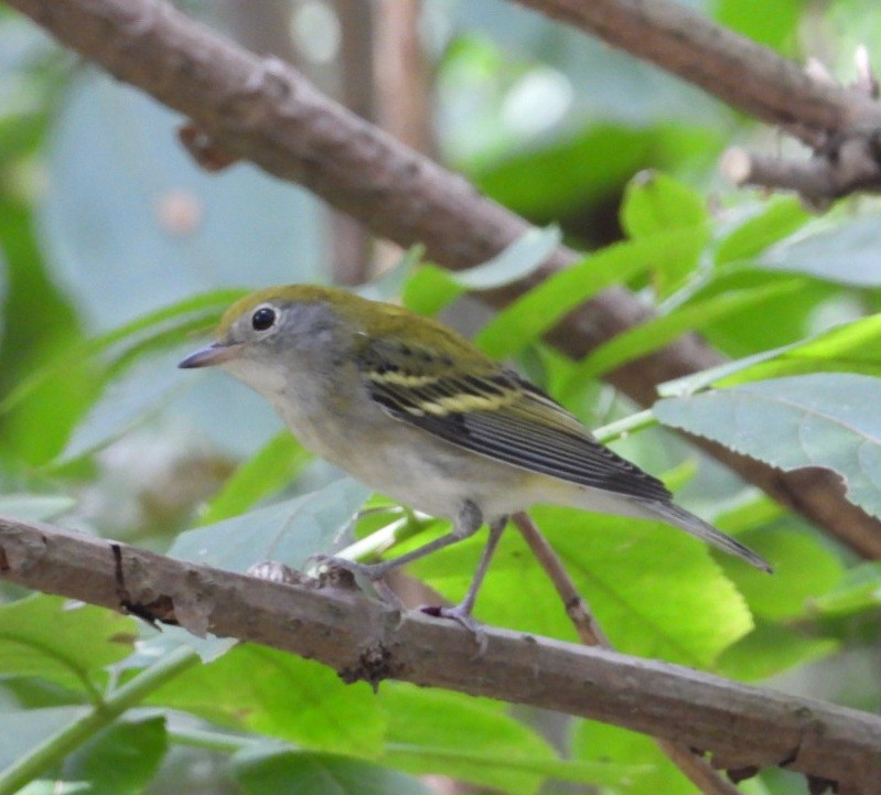 Chestnut-sided Warbler - ML642316106