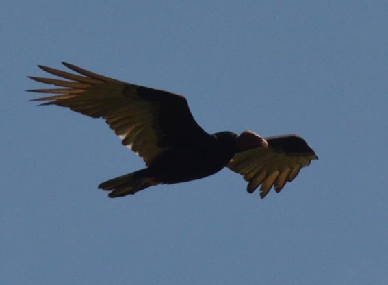 Turkey Vulture - ML642316107