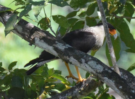 Crested Caracara (Northern) - ML642316109