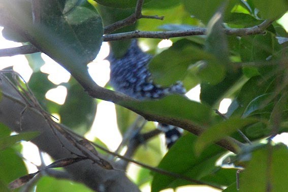 Barred Antshrike - ML642316113
