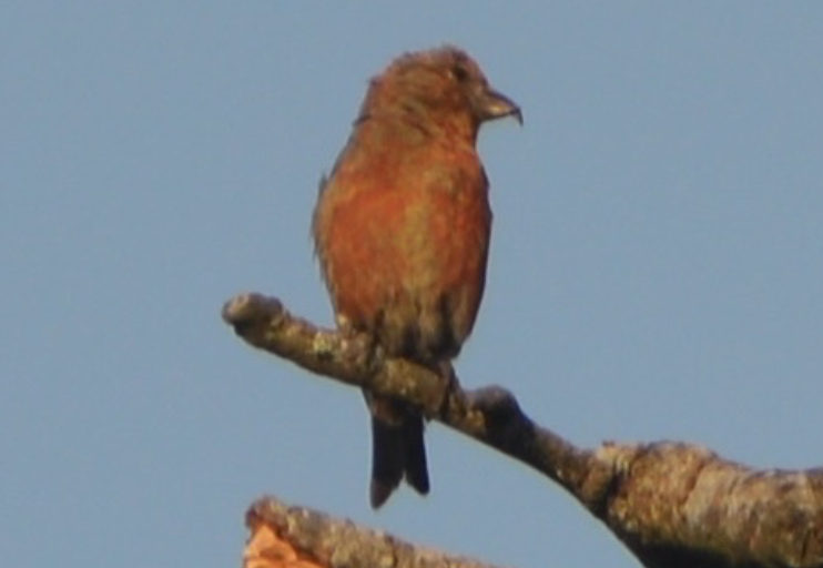 Red Crossbill (Douglas-fir or type 4) - ML642316114