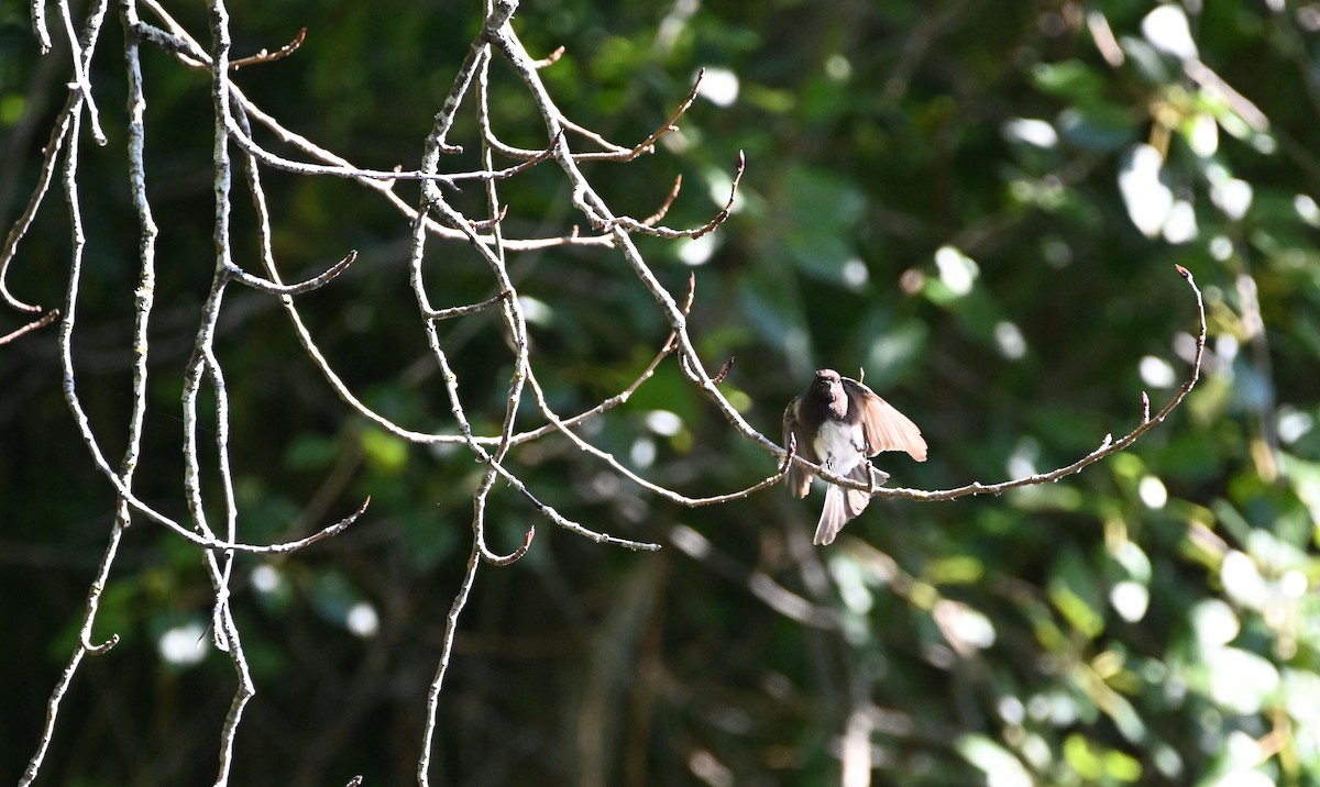 Black Phoebe - ML642316126