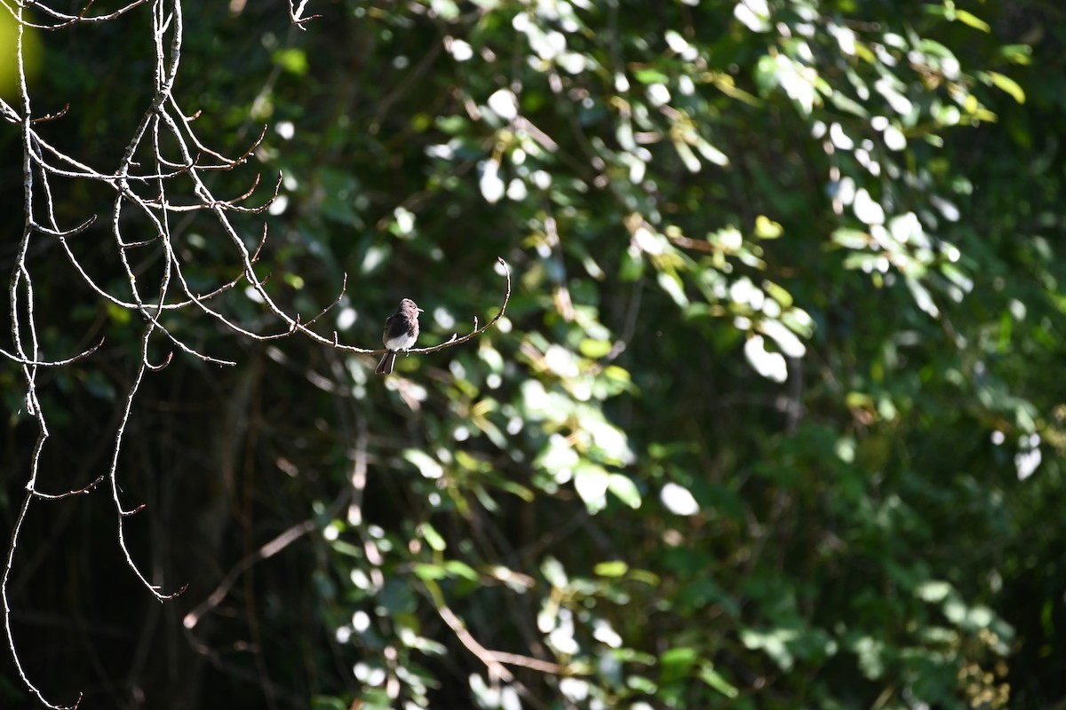 Black Phoebe - ML642316129