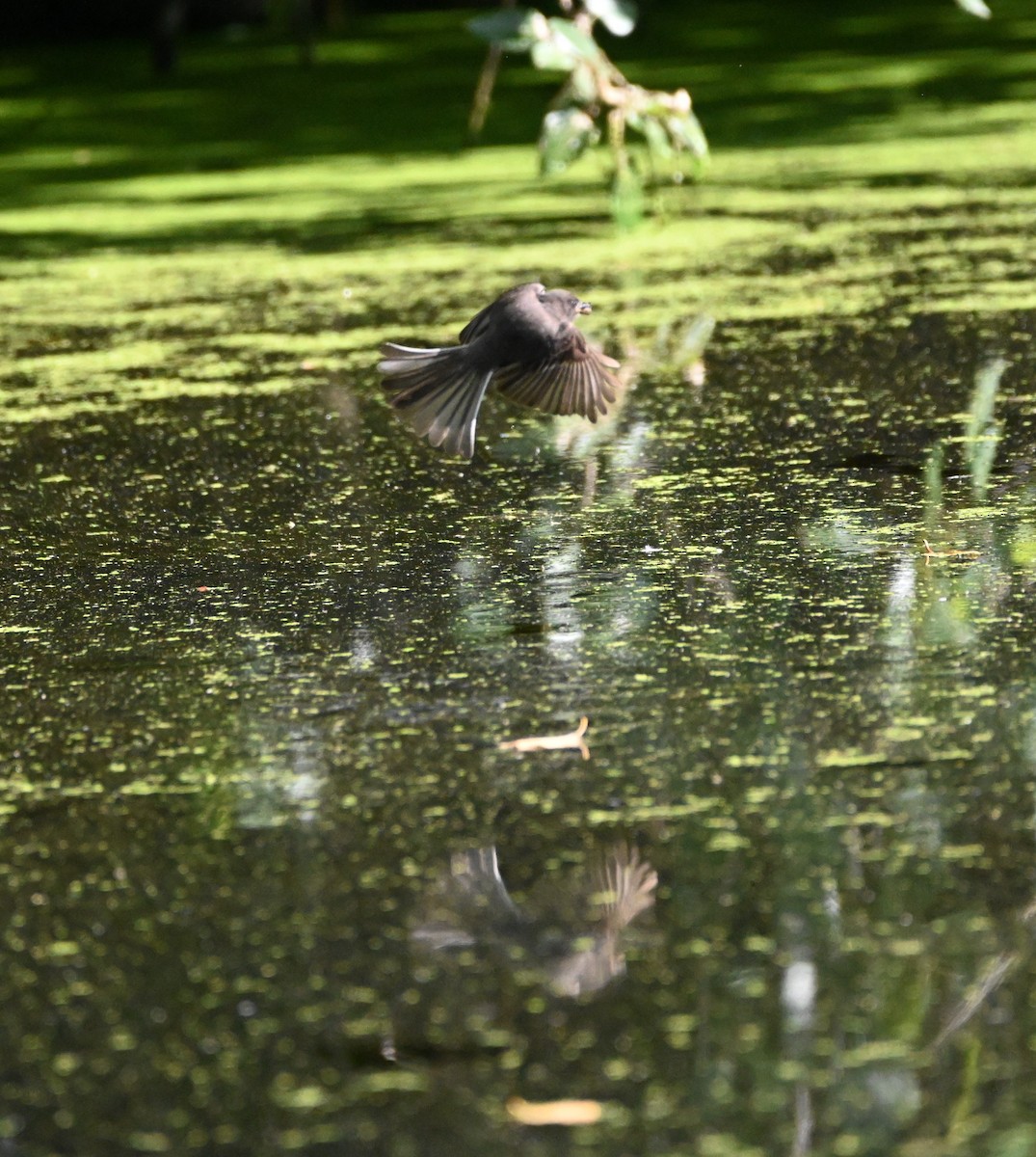 Black Phoebe - ML642316135