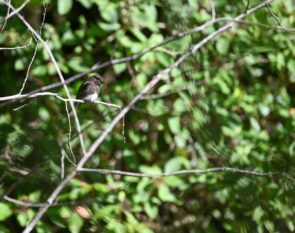 Black Phoebe - ML642316136