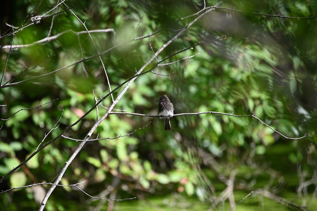 Black Phoebe - ML642316138