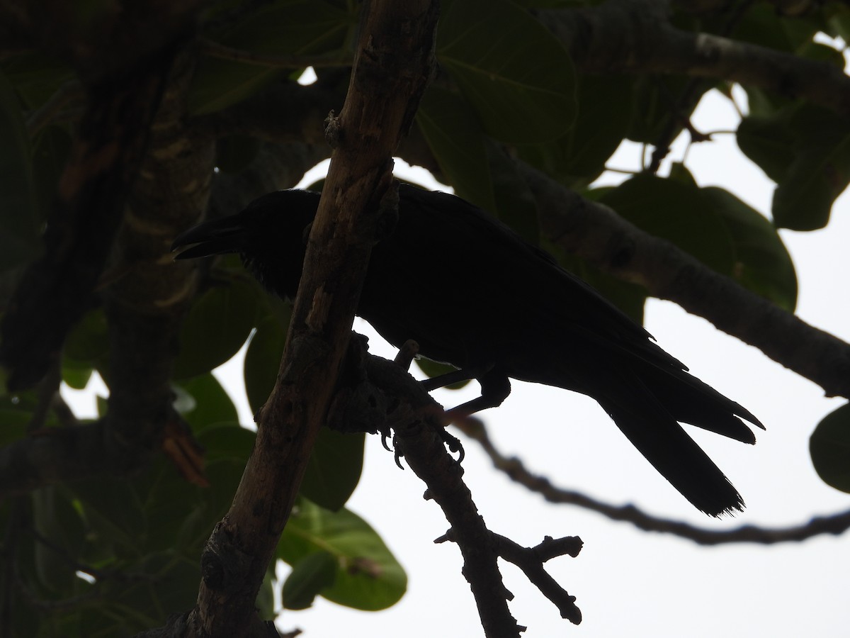 Large-billed Crow - ML642316139