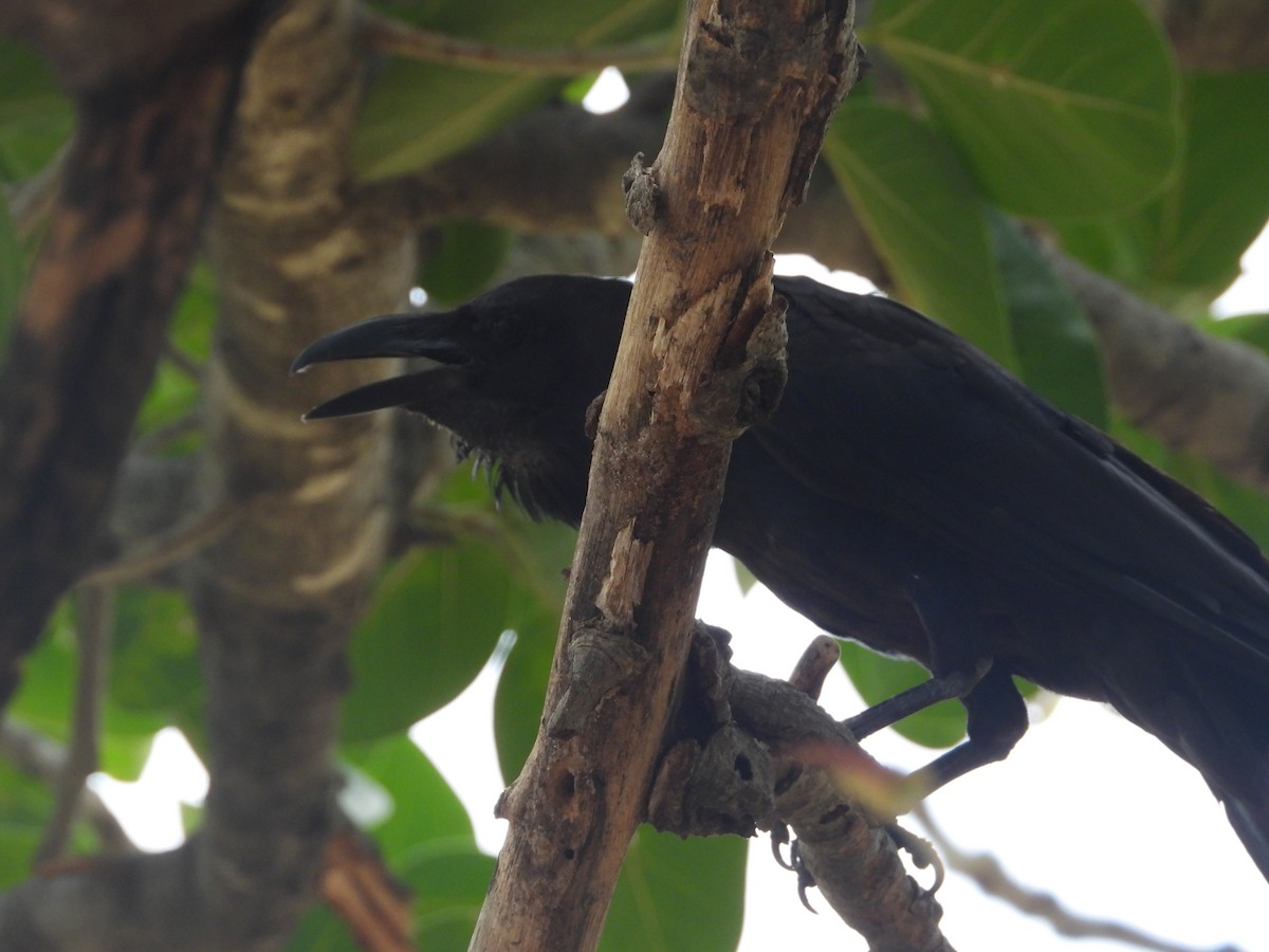 Large-billed Crow - ML642316140