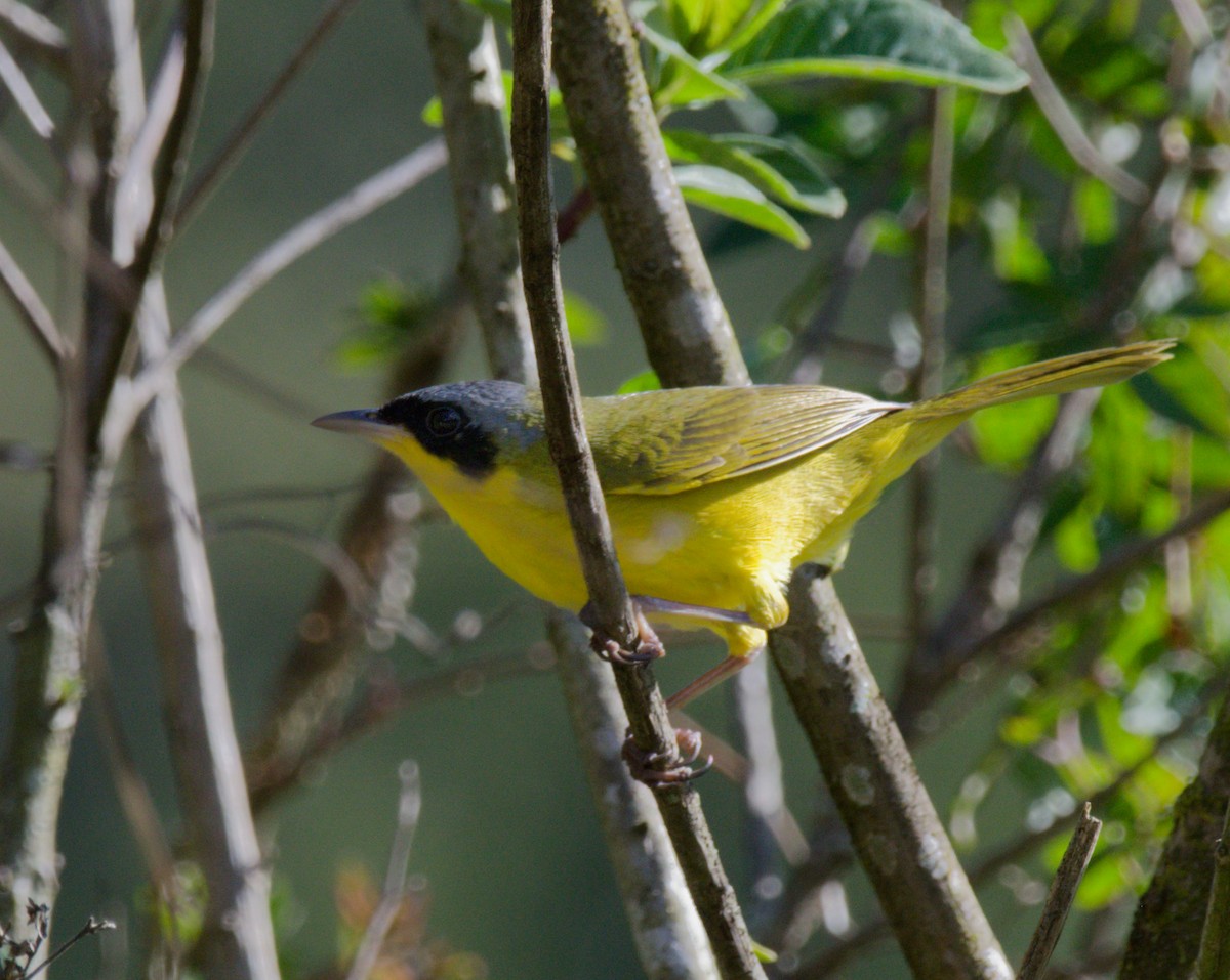 Southern Yellowthroat - ML642316141