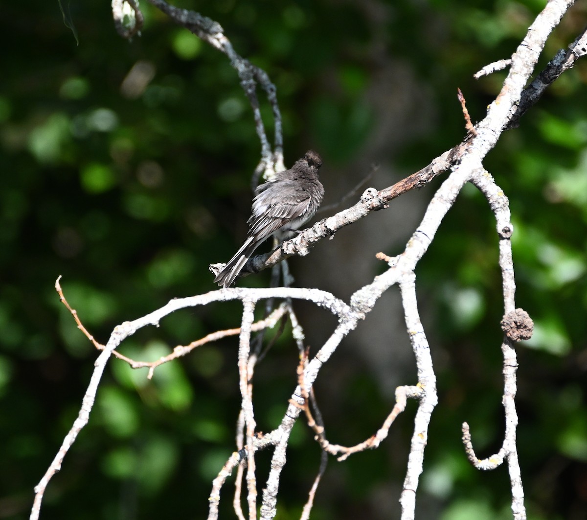 Black Phoebe - ML642316143