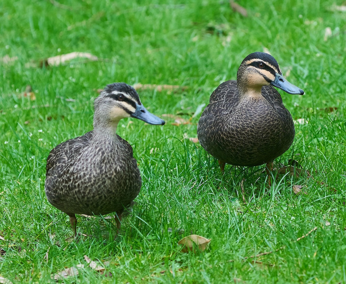 Pacific Black Duck - ML642316153