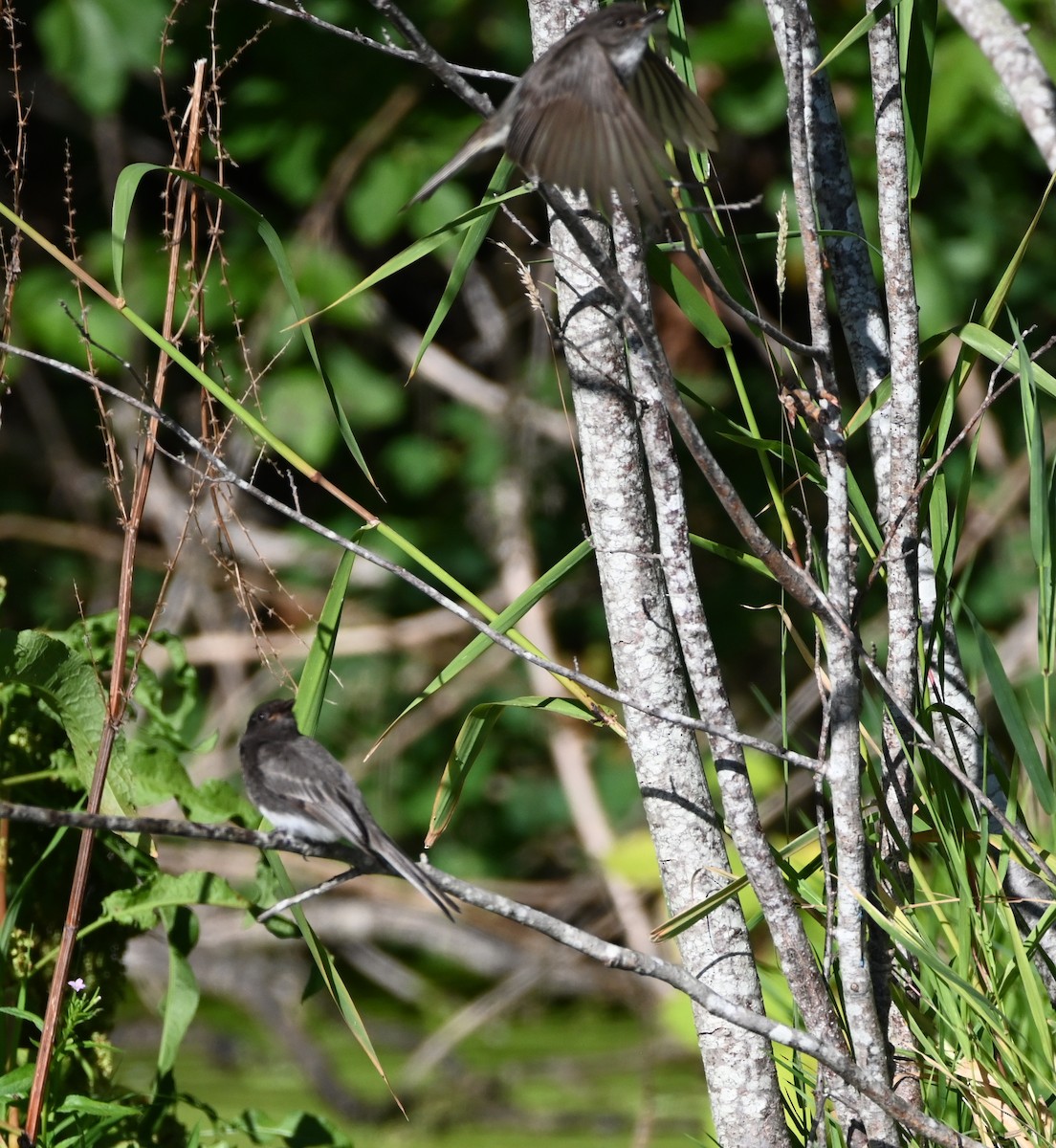 Black Phoebe - ML642316158