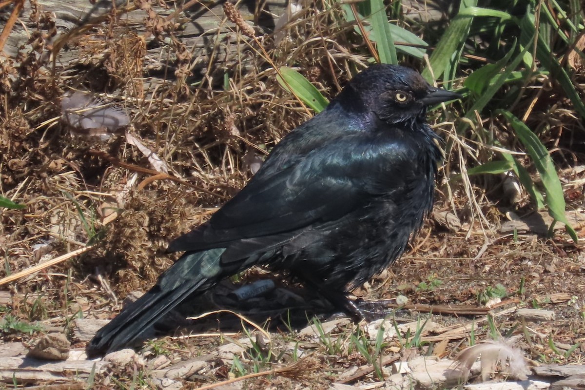 Brewer's Blackbird - ML642316159
