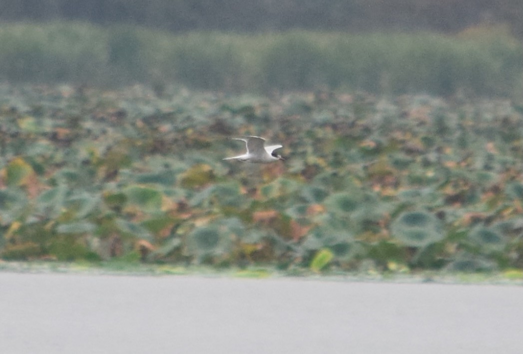 Common Tern - ML642316162