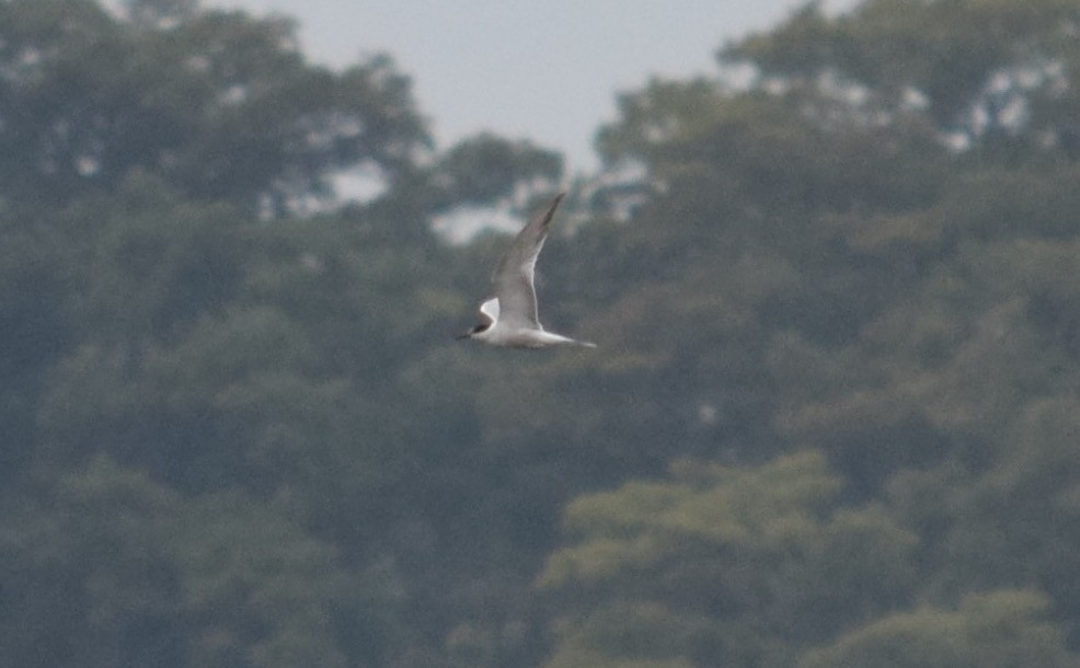 Common Tern - ML642316163
