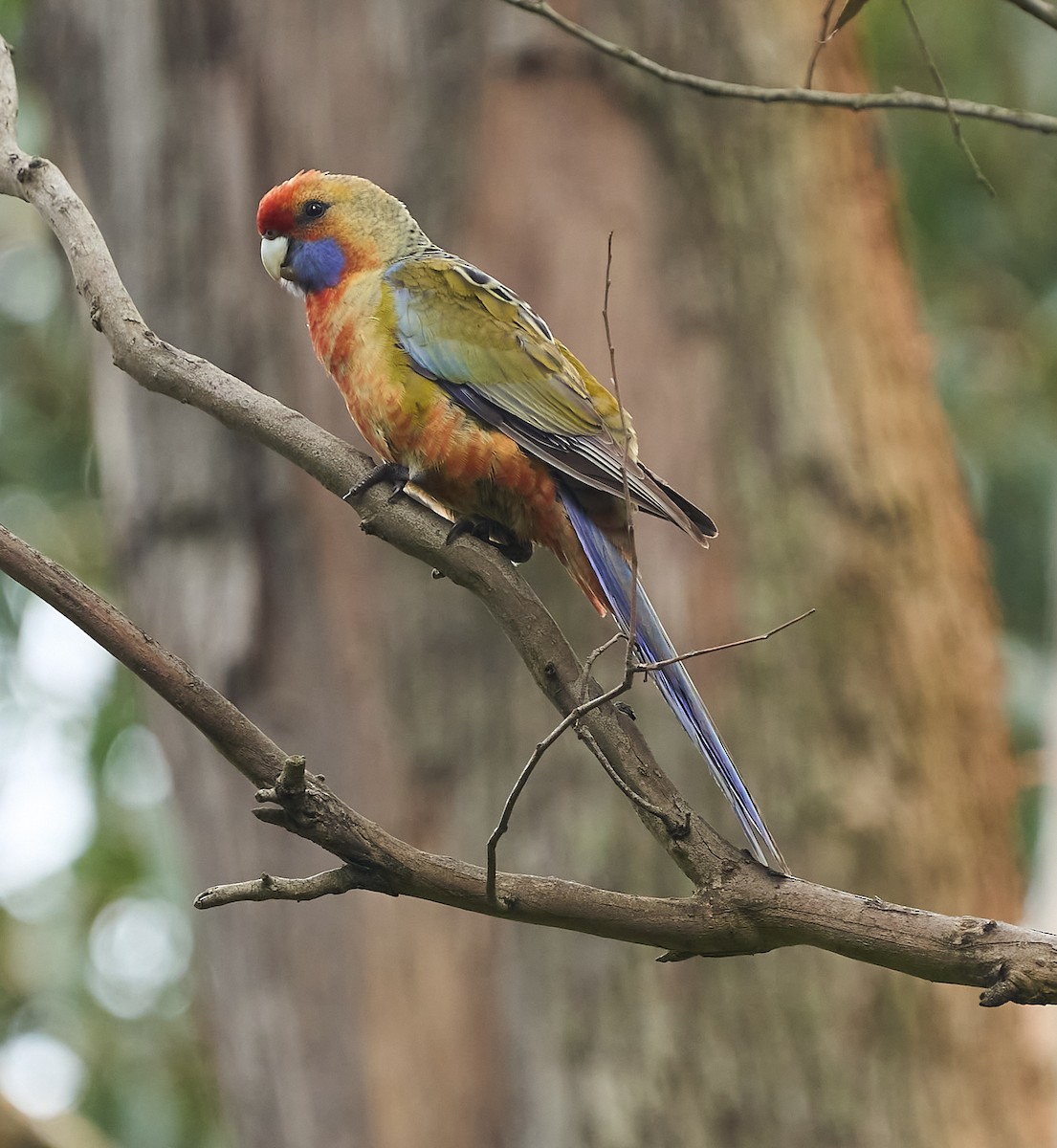 Crimson Rosella - ML642316169