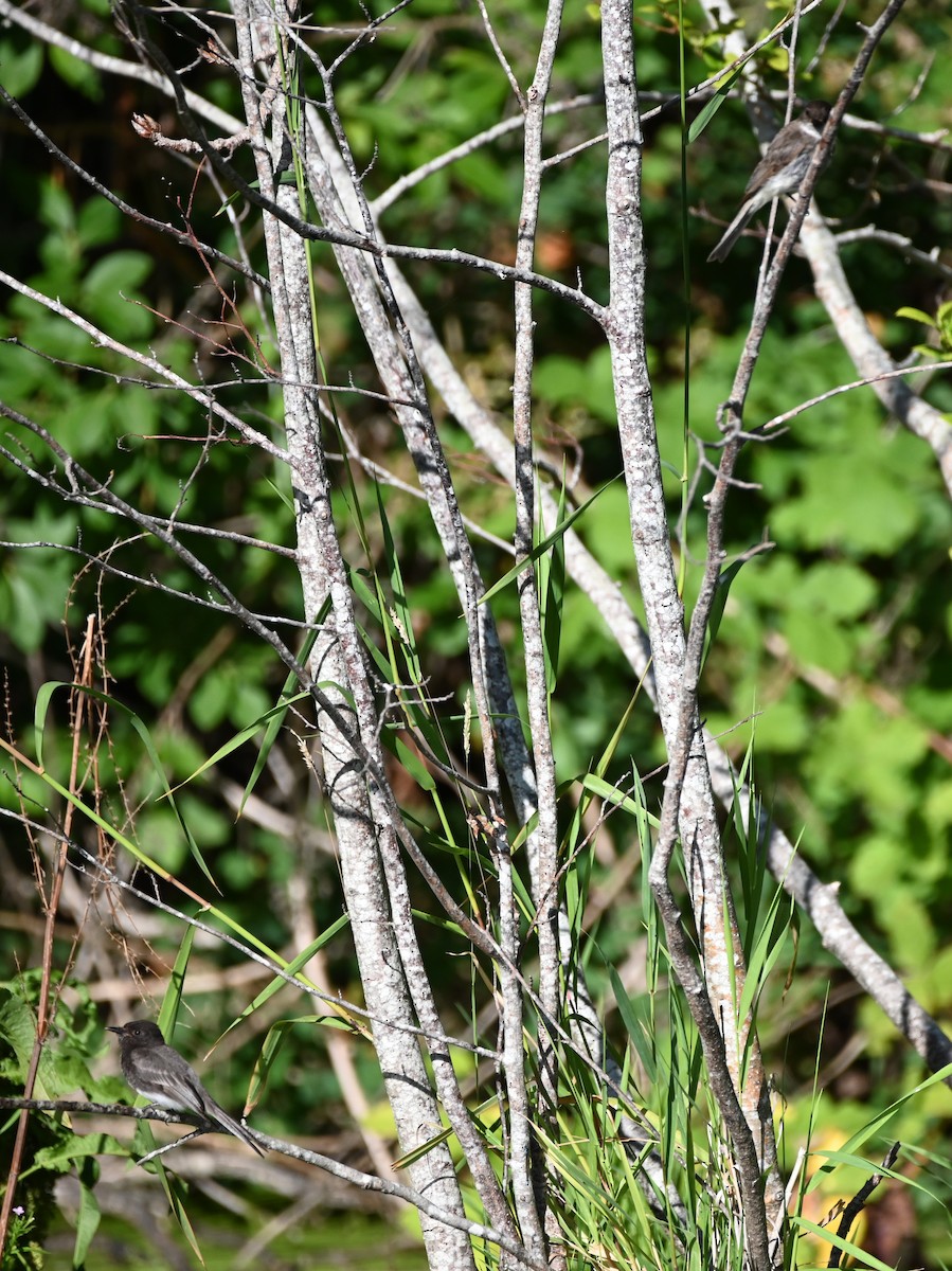 Black Phoebe - ML642316170
