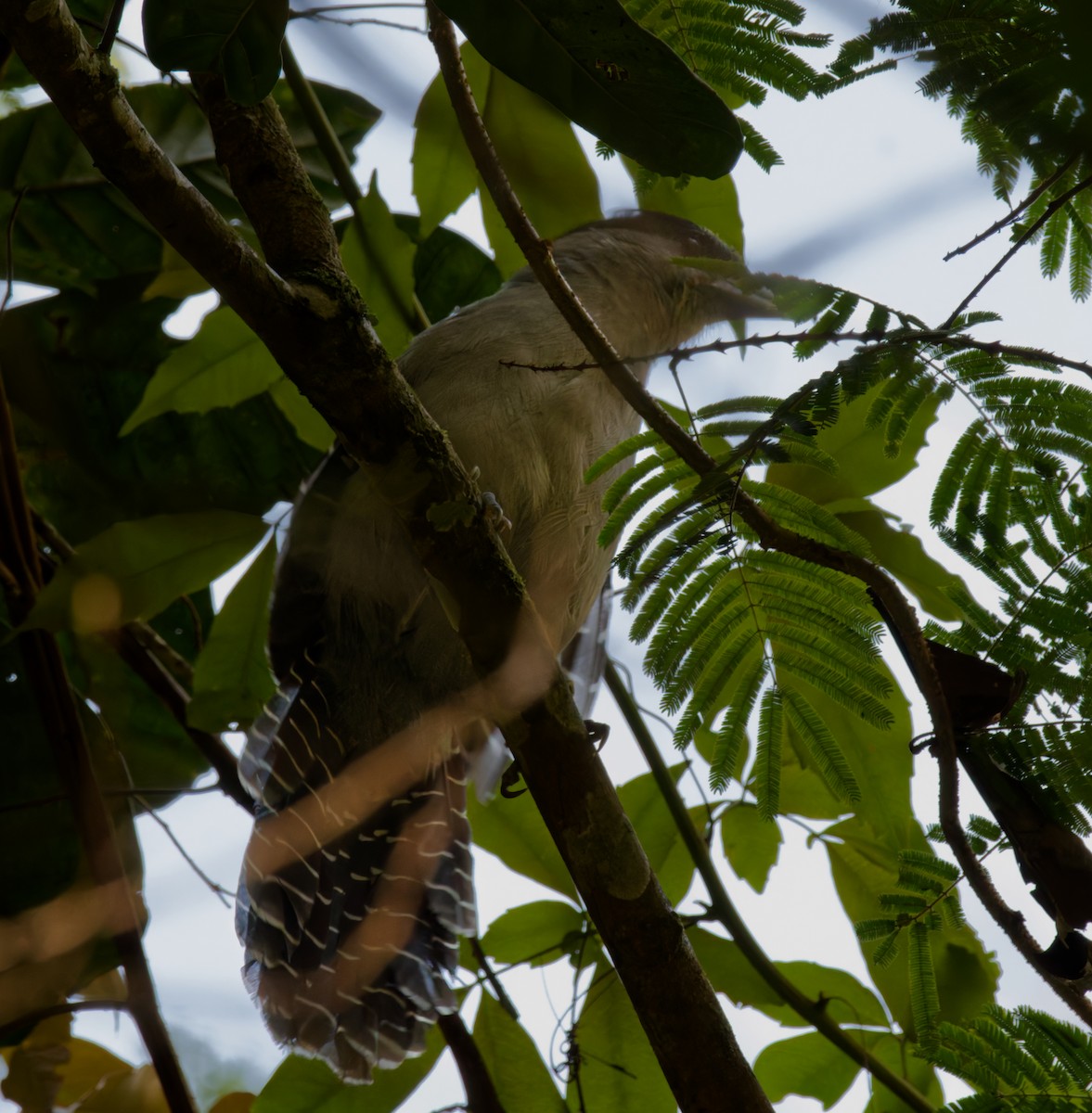Giant Antshrike - ML642316173