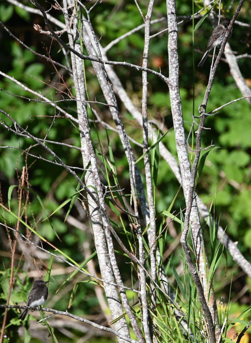 Black Phoebe - ML642316174
