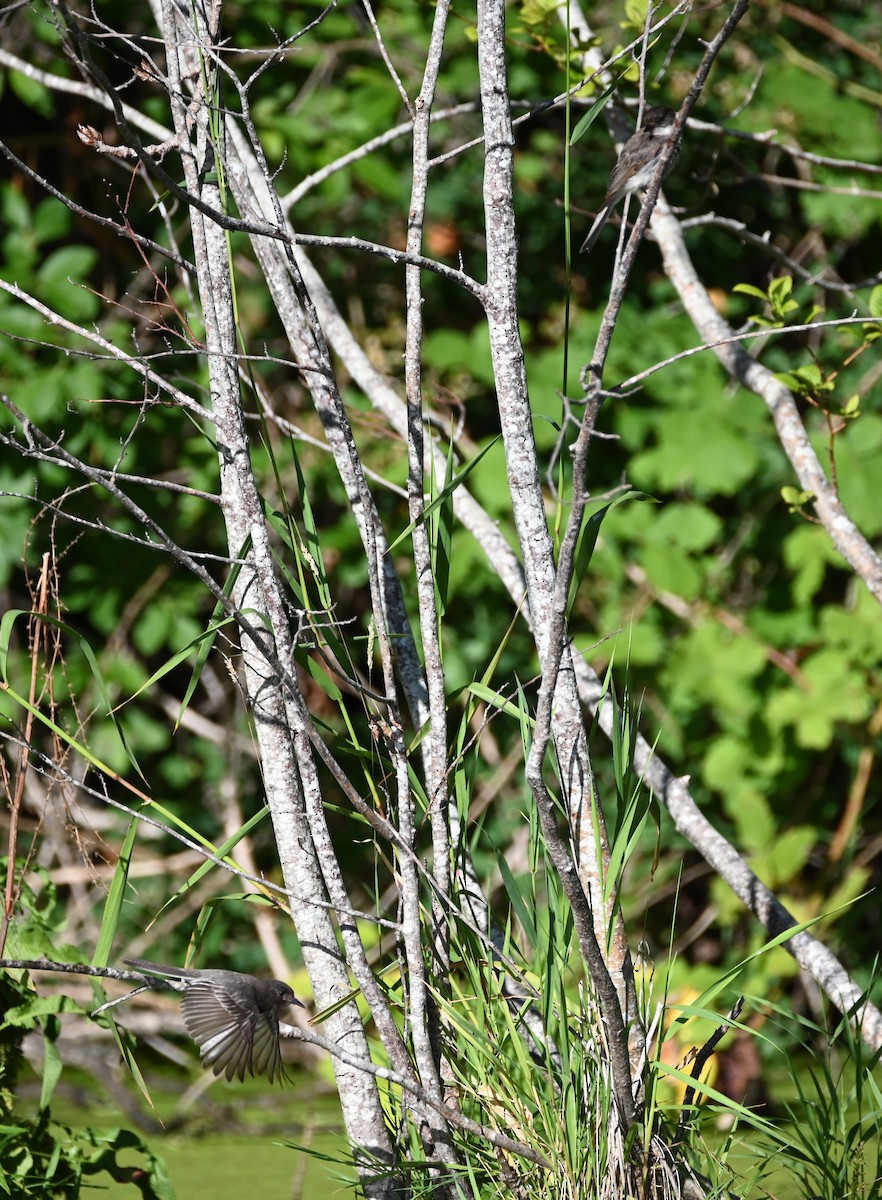 Black Phoebe - ML642316176