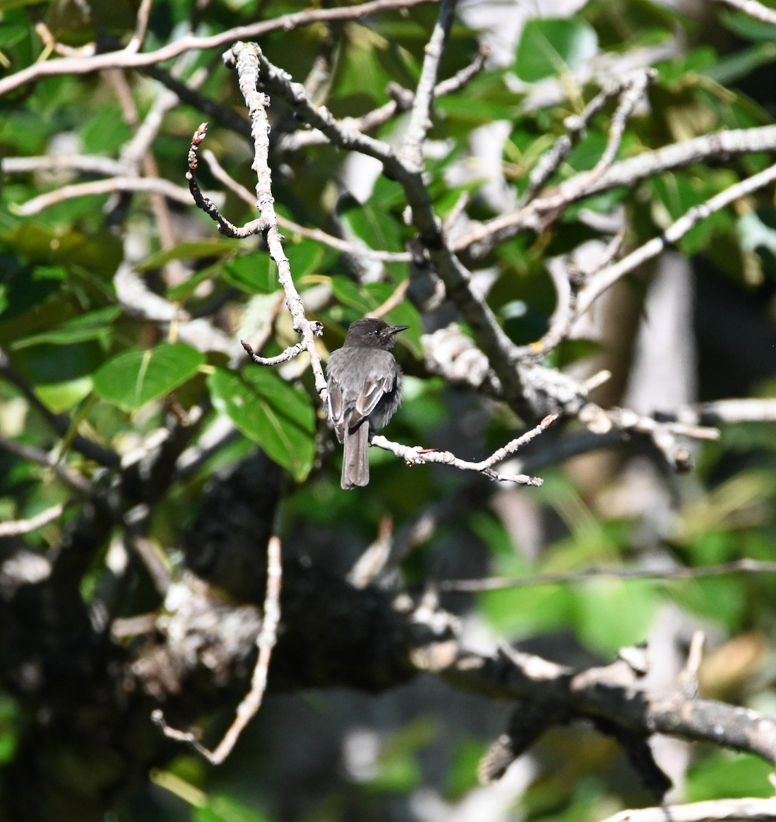 Black Phoebe - ML642316180