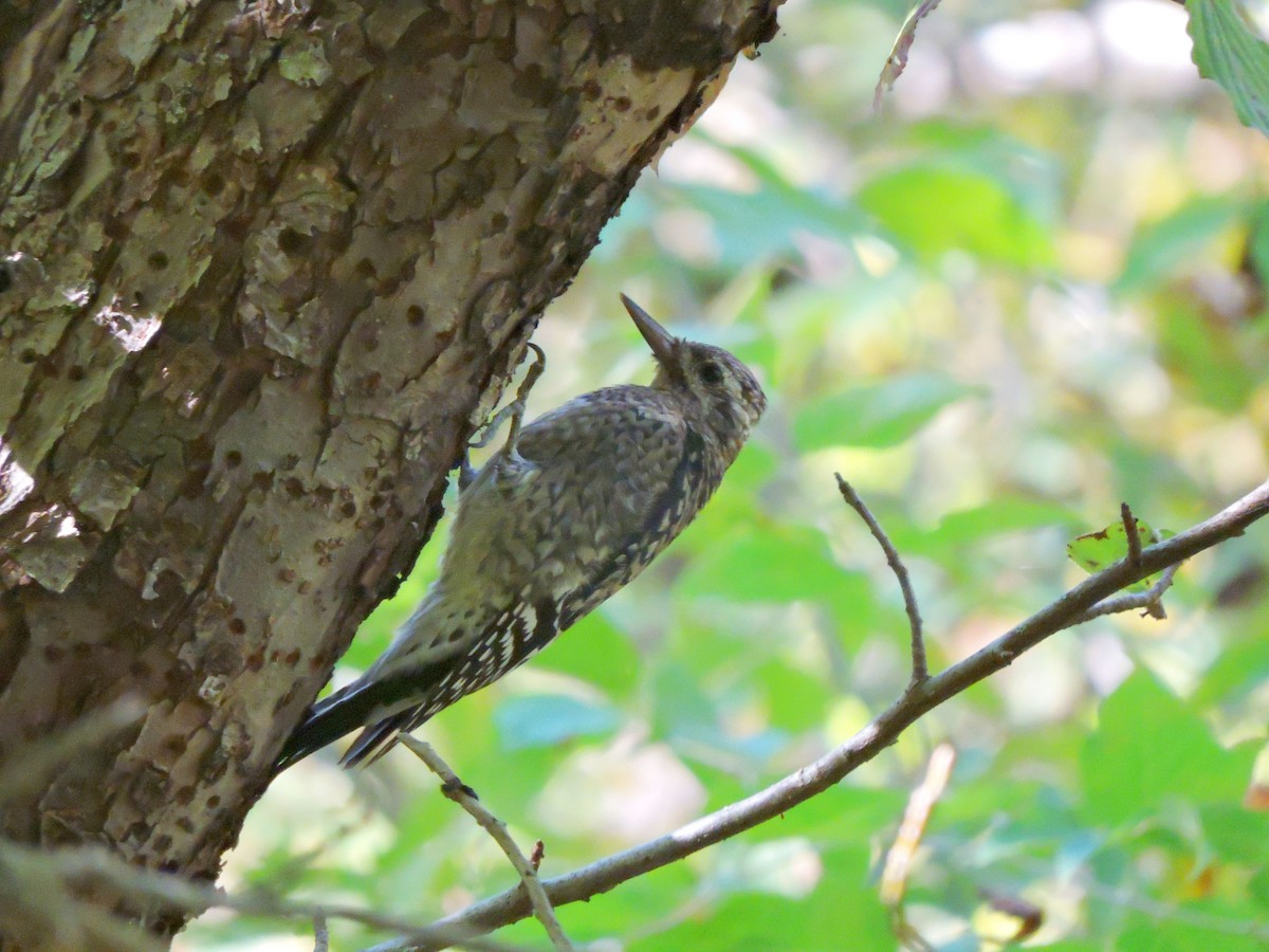 Yellow-bellied Sapsucker - ML642316181