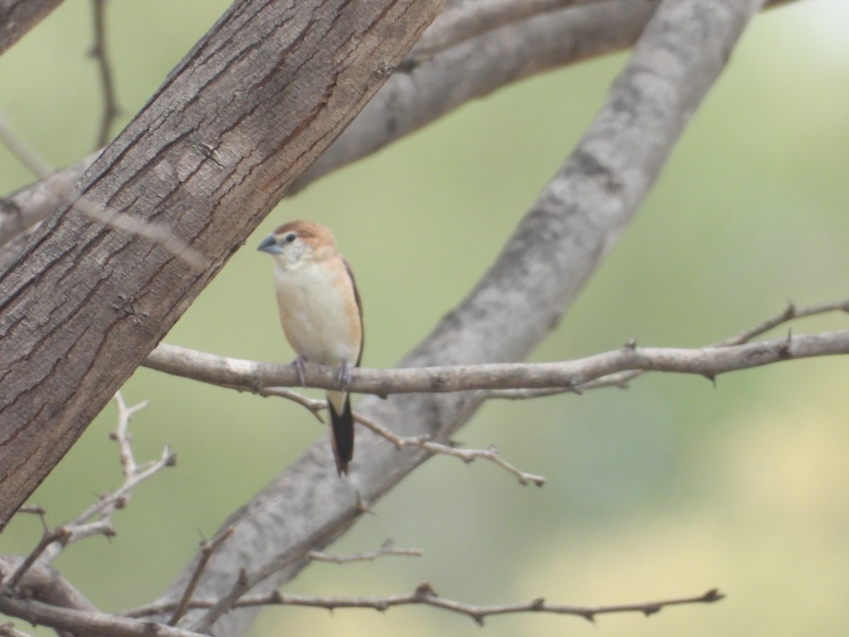 Indian Silverbill - ML642316192